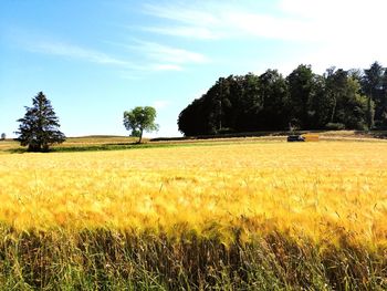 Scenic view of field against sky