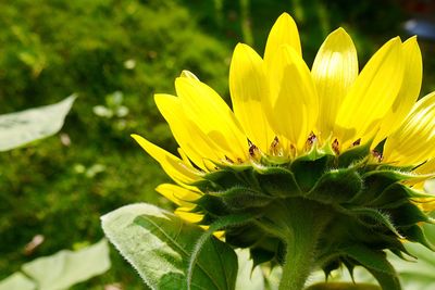 Close-up of yellow flower