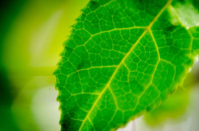 Macro shot of green leaf