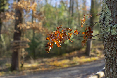 Close-up of plant growing in forest during autumn