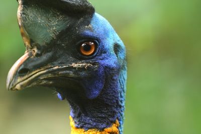 Close-up of a bird looking away