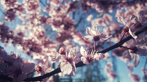 Close-up of cherry blossom