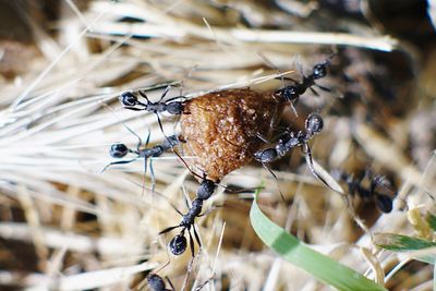 Close-up of insect on plant