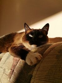 Portrait of cat relaxing on bed