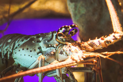 Close-up of lobster in aquarium