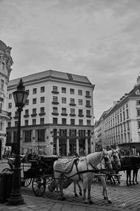 Horse cart in city