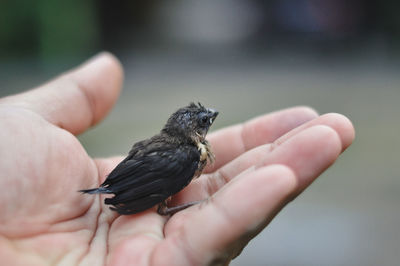 Close-up of hand holding bird