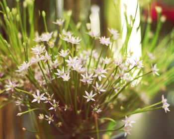 Close-up of flowers blooming outdoors