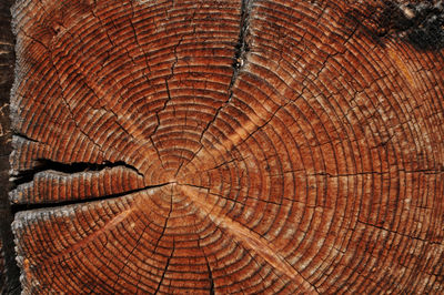 Detail shot of tree stump