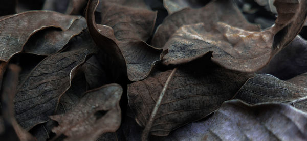 Close-up of dried leaves on plant