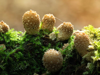 Close-up of mooshrooms