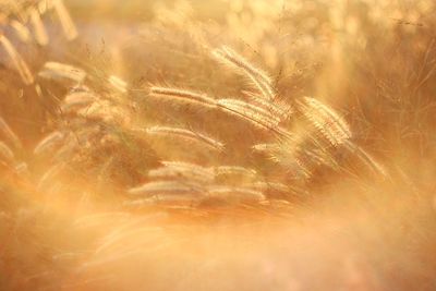 Close-up of wheat growing on field