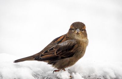 Close-up of bird perching on snow