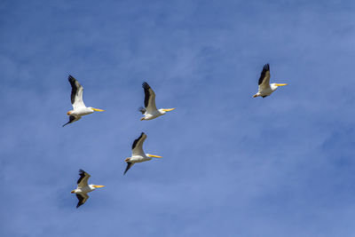 Low angle view of seagulls flying against sky