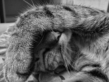 Close-up of a cat with eyes closed