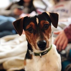 Close-up portrait of dog at home