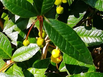 Close-up of fruits on tree