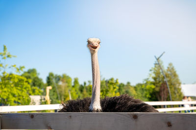 ostrich