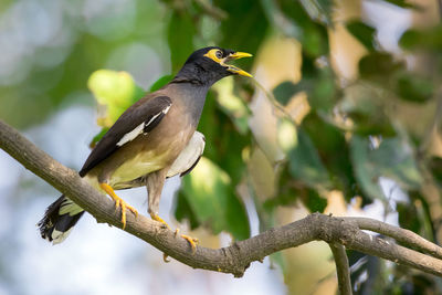 Low angle view of bird perching on tree