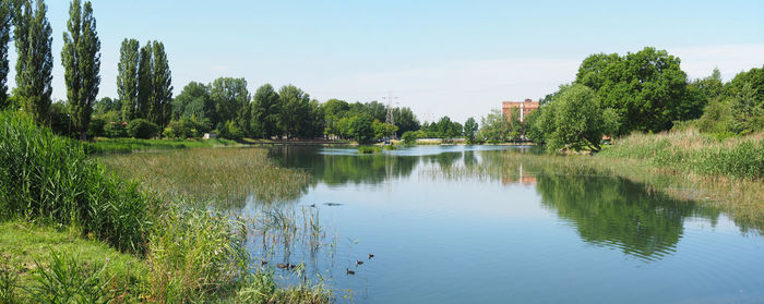 Bird family swimming on the lake panoramic view during sunny day