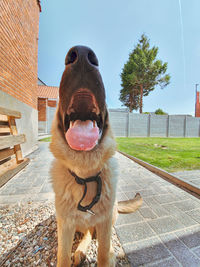 Close-up of a dog sweating from the heat