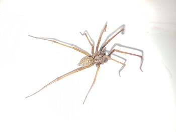 Close-up of insect against white background