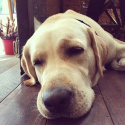Close-up portrait of dog relaxing