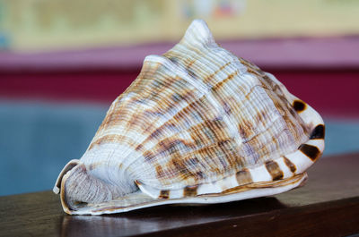 Close-up of shell