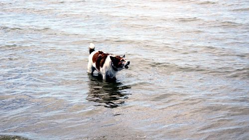 Horse swimming in water