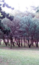 Trees in park against sky