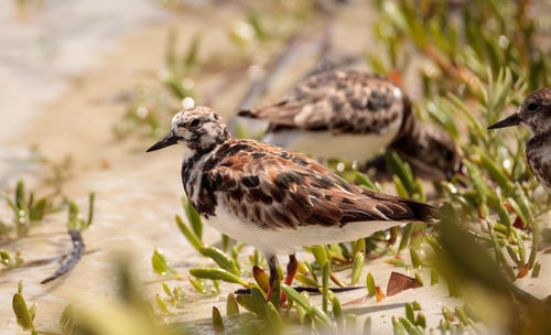 Nesting ruddy turnstone wading bird arenaria interpres along the shoreline of barefoot beach