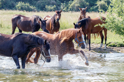 Horses in a drinking water