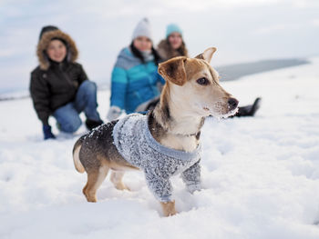 Portrait of a dog on snow