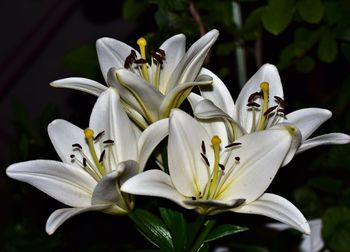 Close-up of white lilies