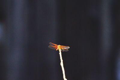 Close-up of dragonfly on plant