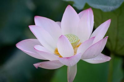 Close-up of pink water lily in lake