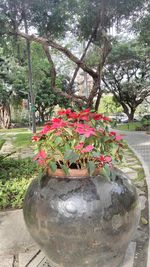 Close-up of flowers against trees in park