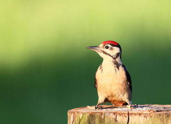 Close-up of a bird perching on wood