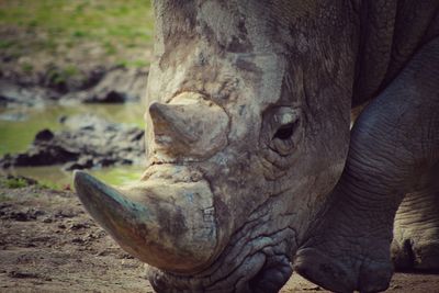 Close-up of elephant