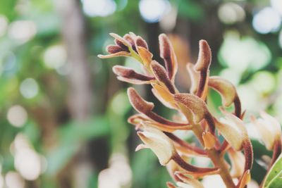 Close-up of plant