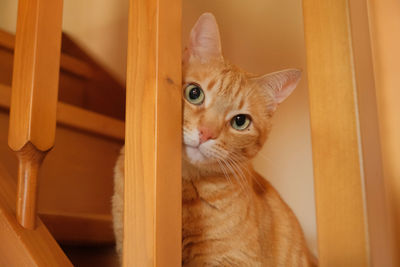 Portrait of ginger cat at home