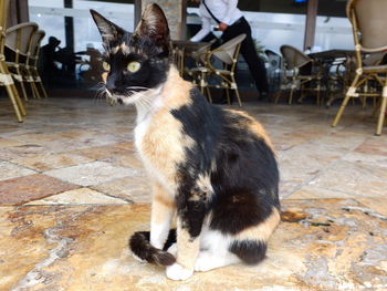 Cat sitting on table