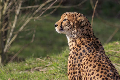 Close-up of a cat looking away