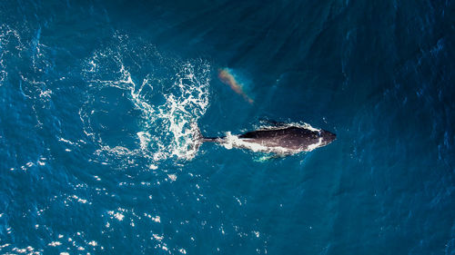 High angle view of humpback whale swimming in the ocean