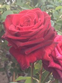 Close-up of red rose blooming outdoors