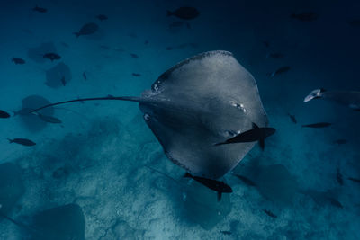 Close-up of manta ray swimming in sea