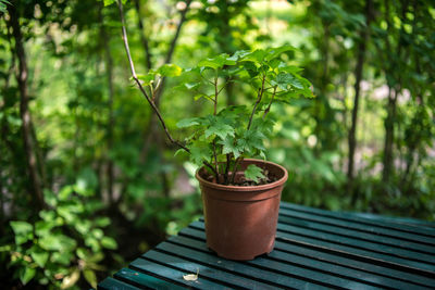 Close-up of plants against blurred background