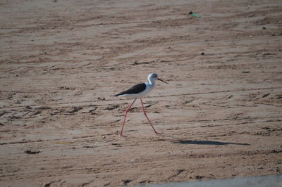 Black-winged stilt walking on sand at beach