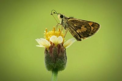 Close-up of butterfly on flower