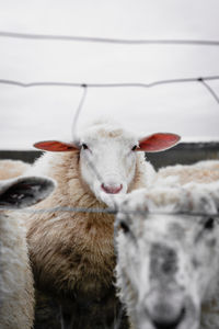 Portrait of a sheep